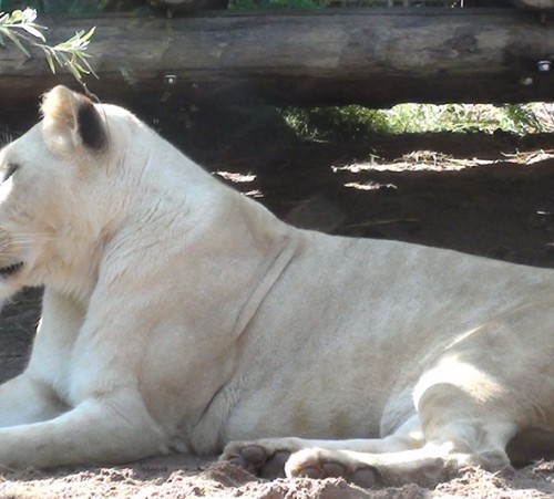 lion-blanc-zoo-amneville
