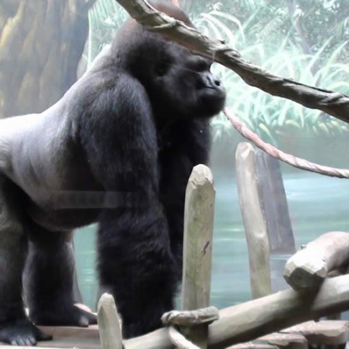 zoo-amneville-gorille