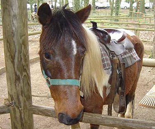 indian-poney-ranch zoo-amneville-gorille